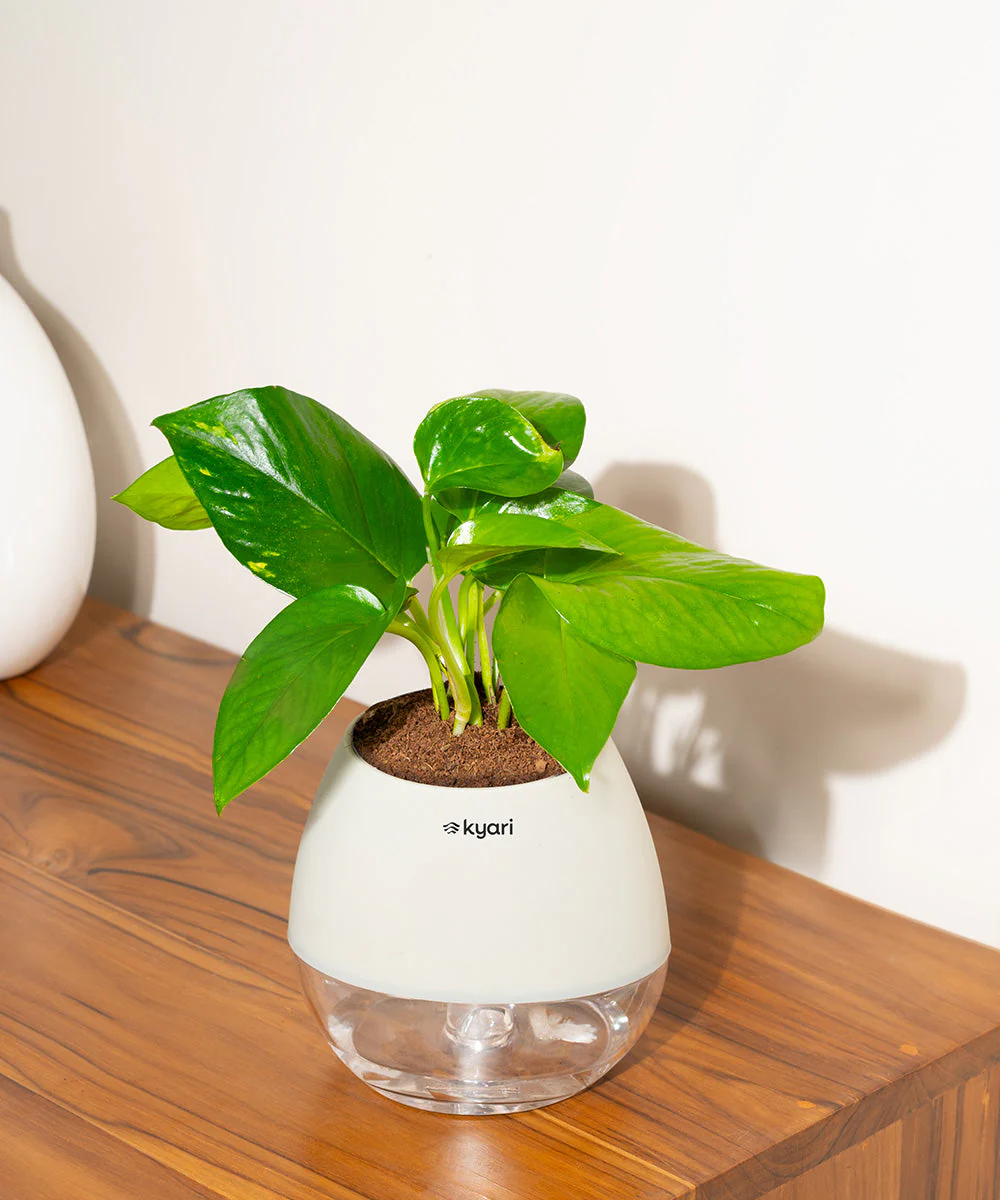 Product image 75