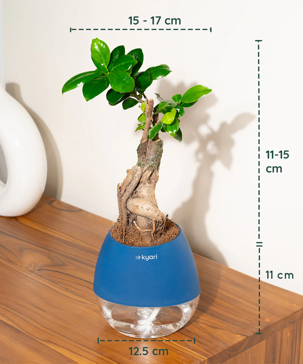 Product image 100