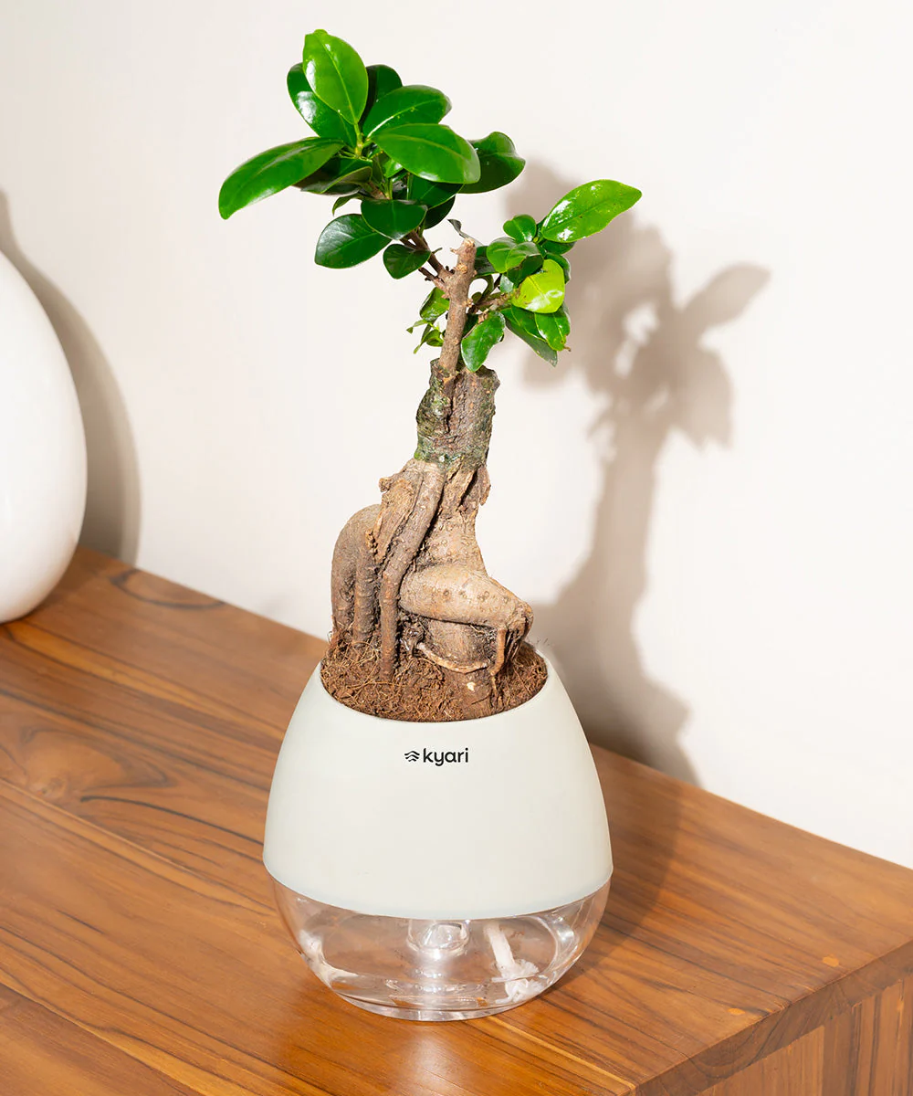 Product image 81