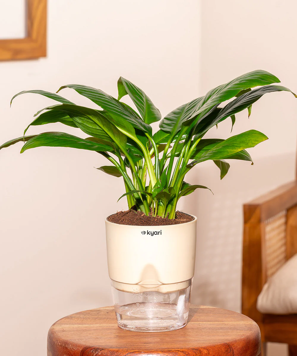 Product image 118