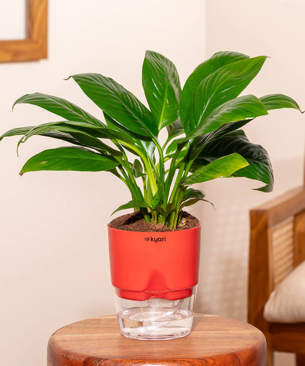 Product image 135