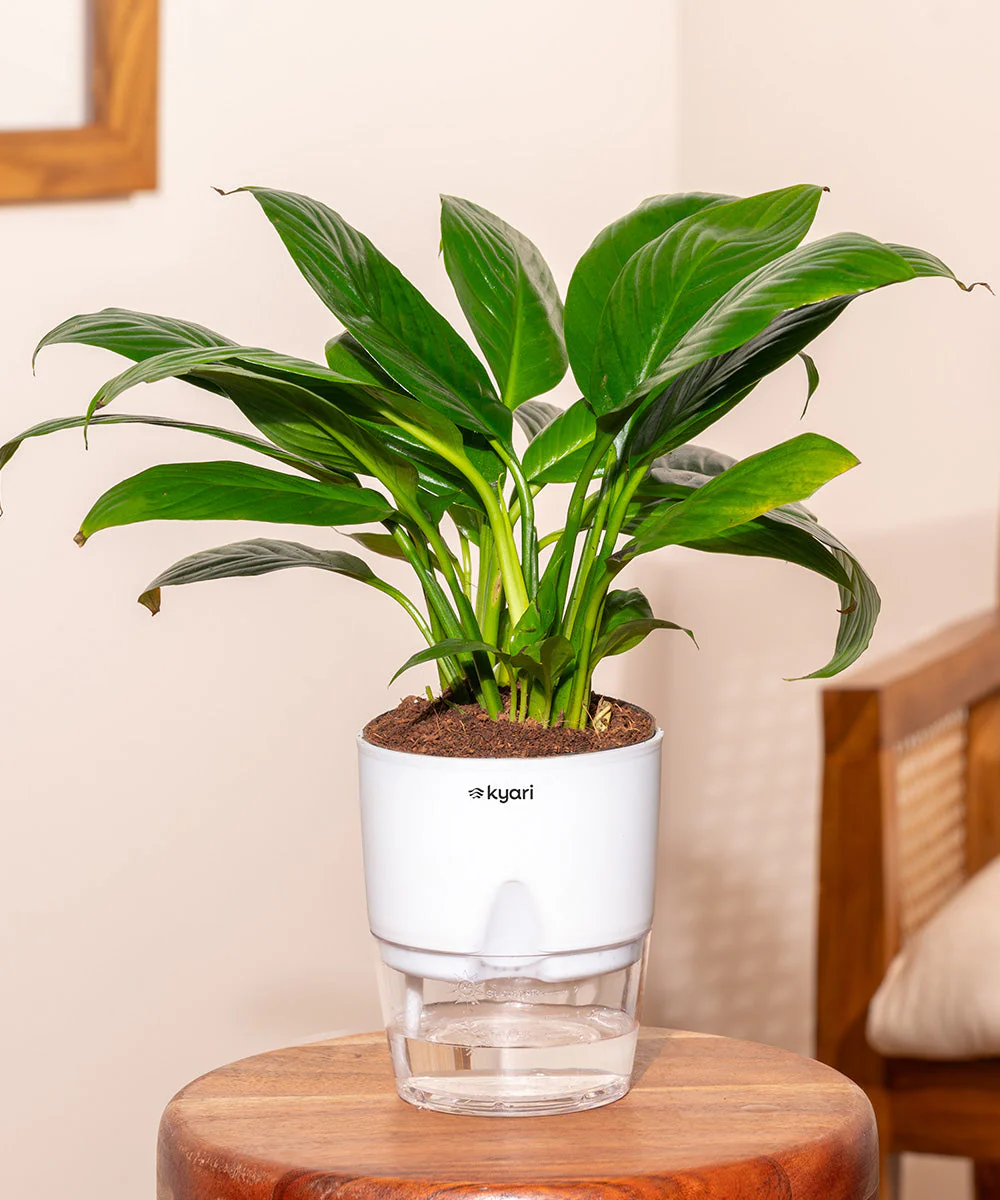 Product image 155