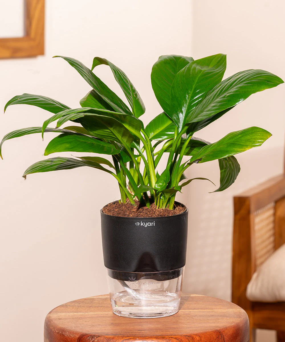 Product image 157