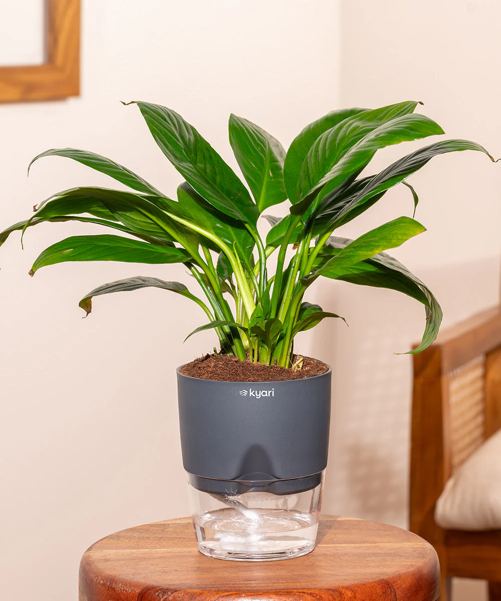 Product image 188